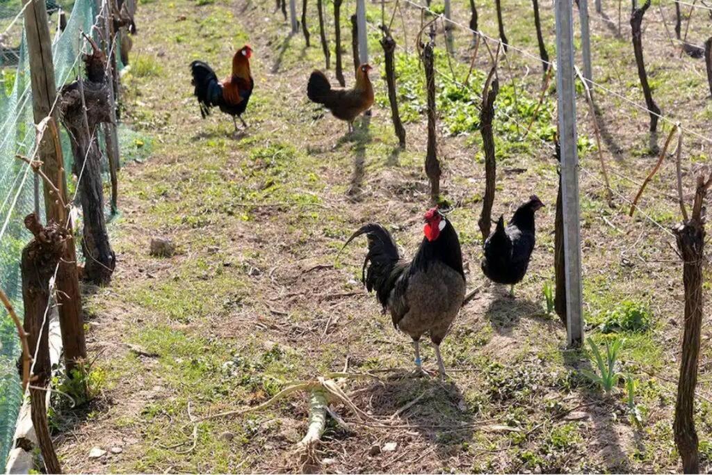 Gite L'Oeuf Ou La Poule, Parking Prive, Sur Domaine Viticole Ribeauvillé Exteriér fotografie